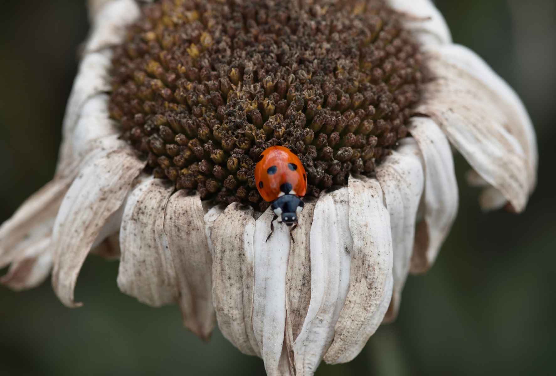 Patsy Bug Some Bugs – Newbluemoon Arts